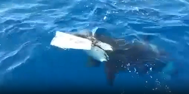Orca whale in Strait of Gibraltar attacks boat