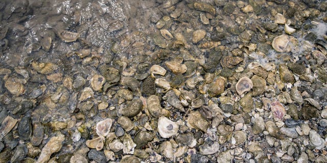 Oysters in water