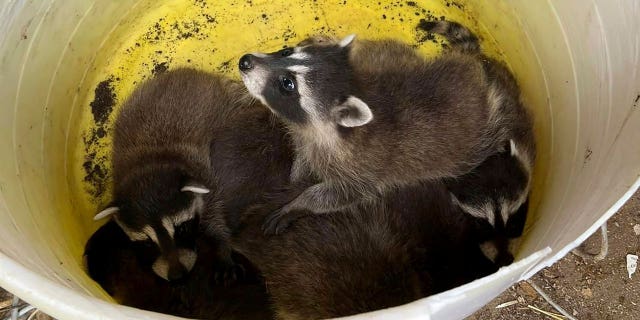 Raccoons