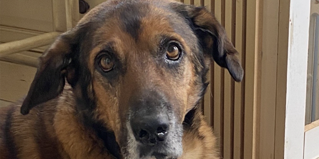 Adoptable pet