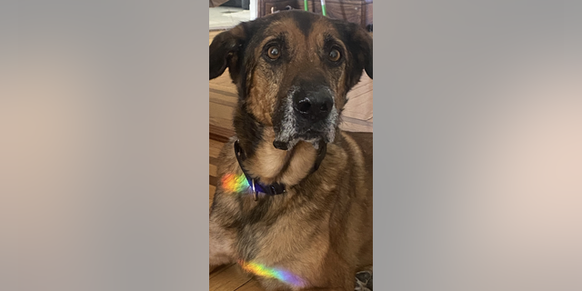 Adoptable pet Chief