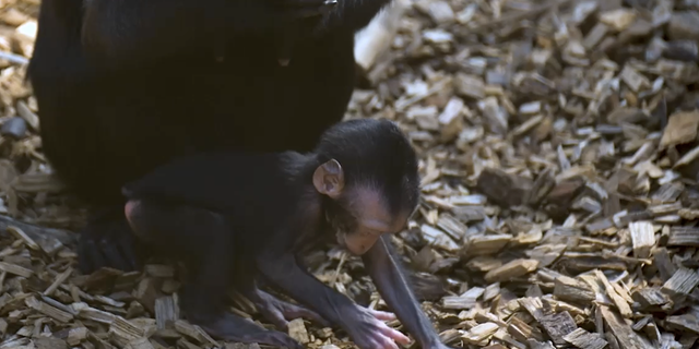Rare monkey newborn