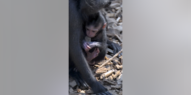 Rare newborn monkey