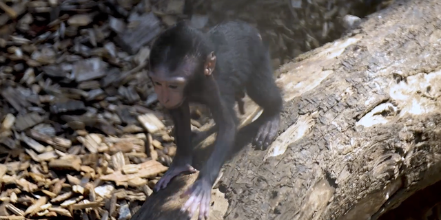 Rare newborn monkey