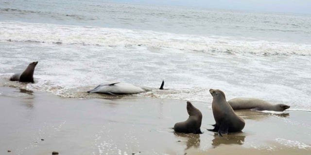 Muertes de mamíferos marinos de California