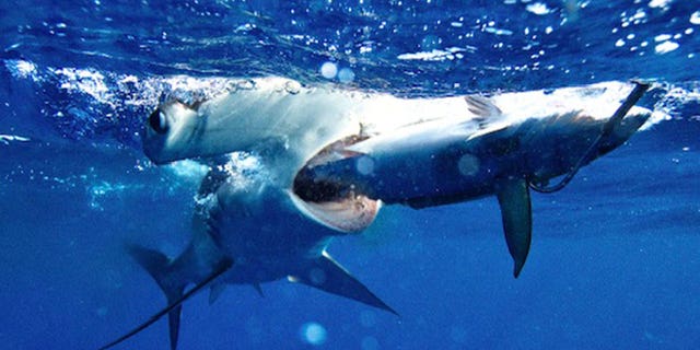 Hammerhead shark eating a meal of one fish