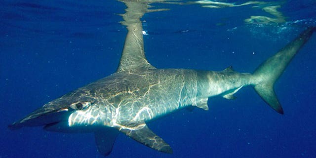Grey shark is swimming in deep water