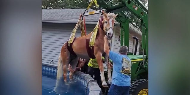 Horse lifted from pool