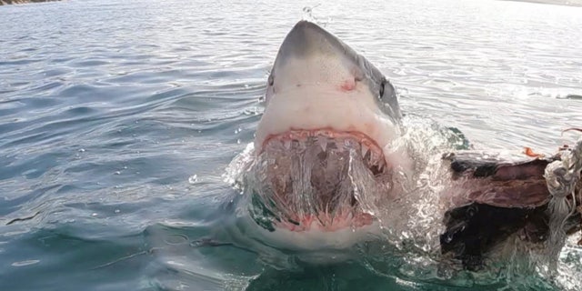 great white eats bait