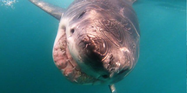 Big white underwater cage