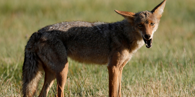 Coyote in California