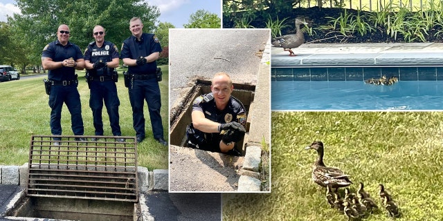 Pennsylvania police rescue 6 ducklings from storm drain Pennsylvania police rescue 6 ducklings from storm drain