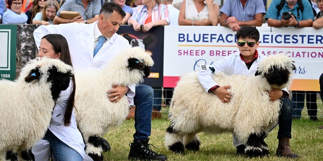 Sheep at an annual event.