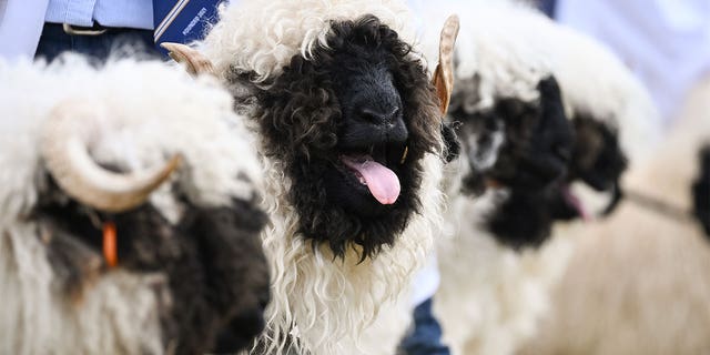 Sheep panting with their tongues out toward the camera.