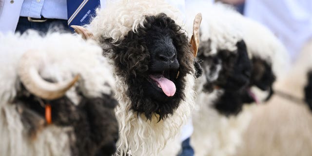 Sheep panting with their tongues out toward the camera.