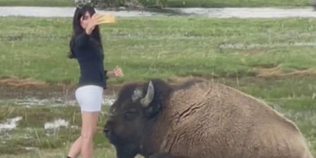 woman taking selfie adjacent   bison