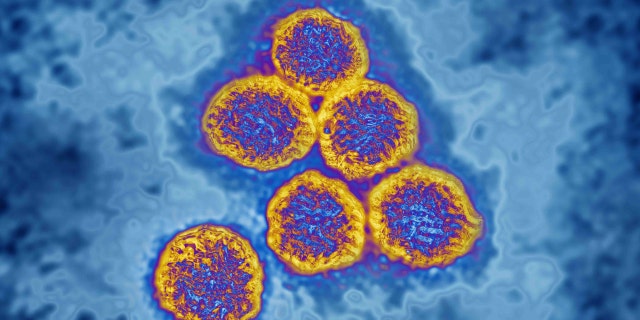 Flavivirus 