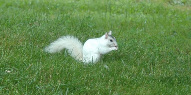 WHITE SQUIRREL BACKYARD
