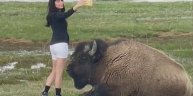 woman taking selfie near bison