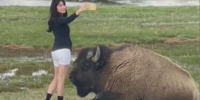 woman taking selfie near bison
