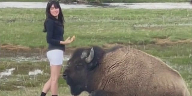 woman taking selfie near bison