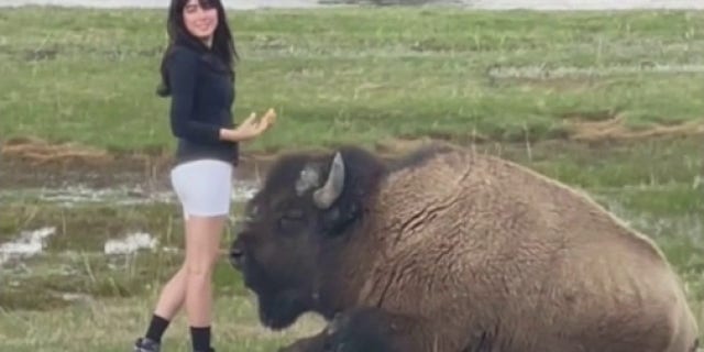 woman taking selfie near bison