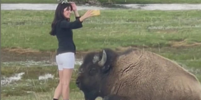 woman taking selfie near bison