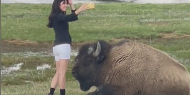 woman taking selfie near bison