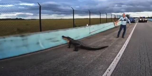 Alligator on highway