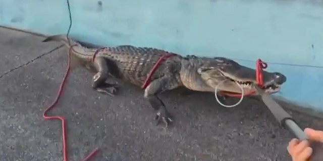 Alligator on highway