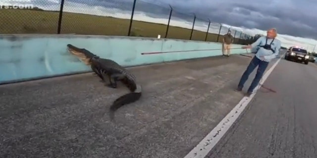 Alligator on highway