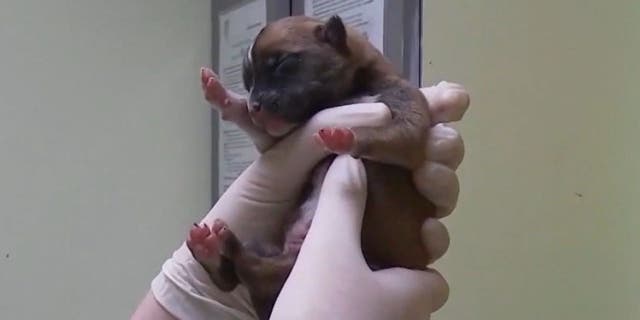 Puppy being inspected by vet