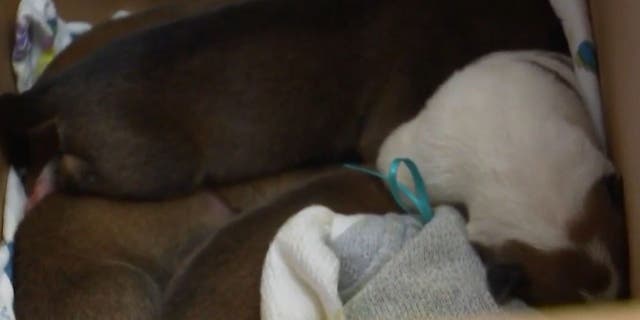 Close-up of sleeping rescued puppies