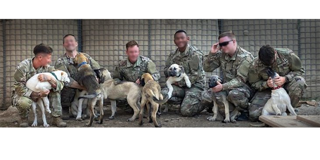 army soldiers and puppies