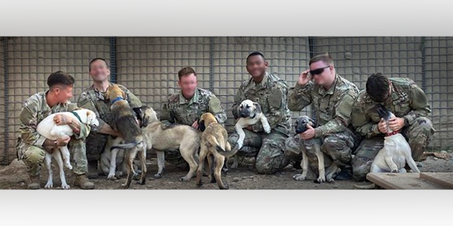 army soldiers and puppies