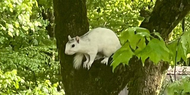 backyard squirrel in tree