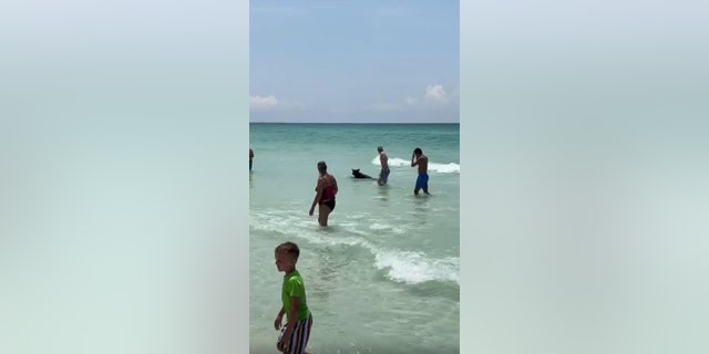 bear swimming in ocean among onlookers