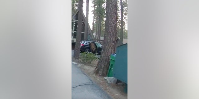 bear leaping out car