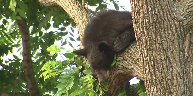 Black bear looking down from tree