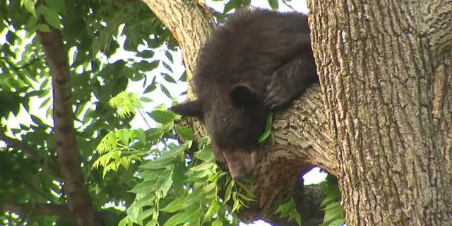 Black bear looking down from tree