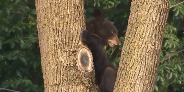 Black bear spotted in tree