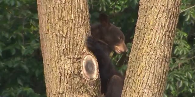 Black bear spotted in tree