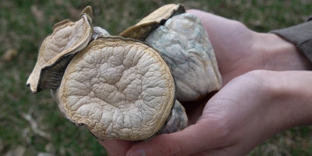 Hirsheimer holds large magic mushrooms