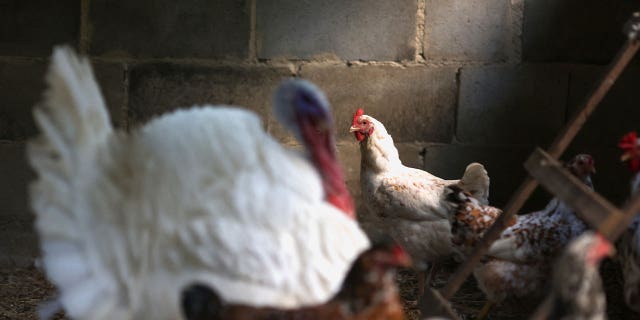 chicken in brazil