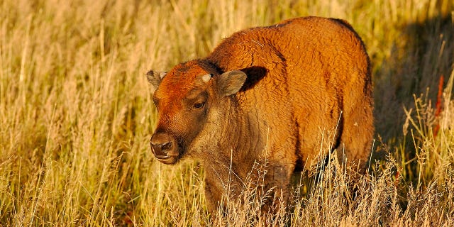bison calf in WY