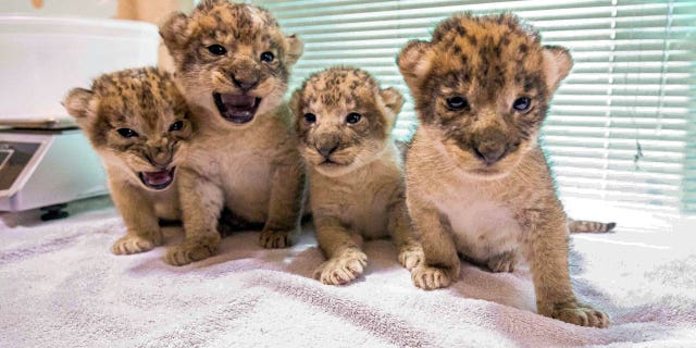 Buffalo lion cubs