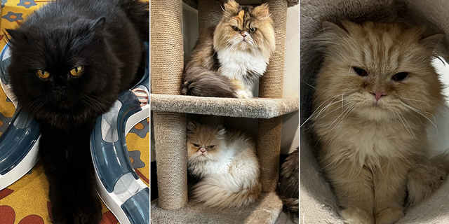 Dad's hilarious obituary goes viral, and a woman leaves her money to her cats 3 florida cats wife estate