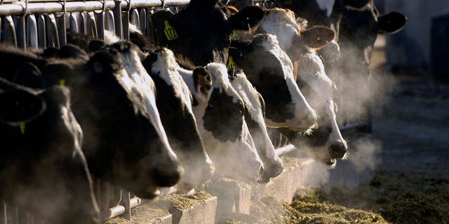 Dairy cows 