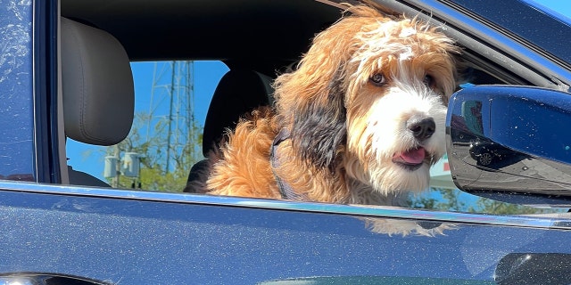 Dog looking out car window