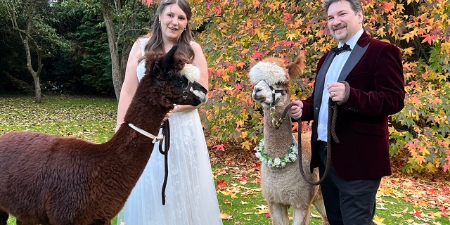 Alpaca wedding